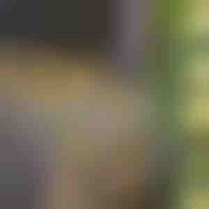 Соларни Приказни Светлинки с Изкуствени Листа от Бръшлян (5 м) | LEAFGLO