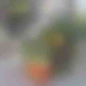 Кутия за организиране на хладилника | FRESHDISH