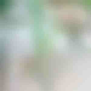 Спирачка за падане на растения | ROOTZI