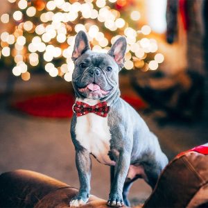 Празничен нашийник за кучета | DOGICOLLAR